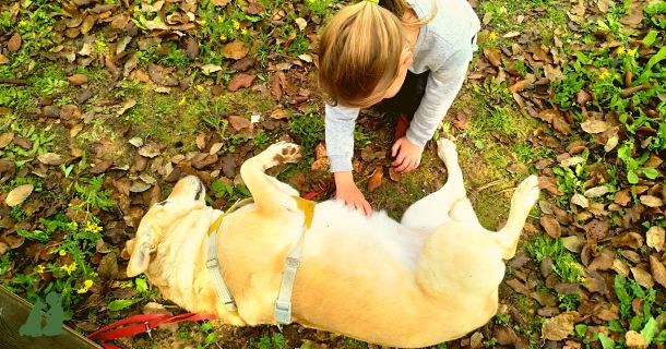 Канистерапия: реальные истории. Страх собак, 4-10 уроки