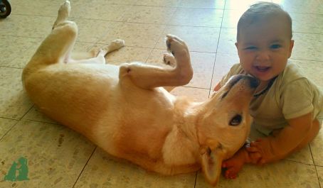 "Мы приобрели питомца в беременность"