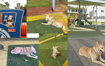 Детская площадка - не место для собаки?