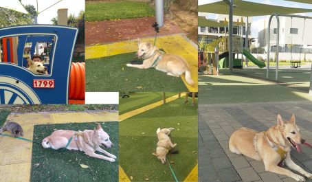 Детская площадка - не место для собаки?