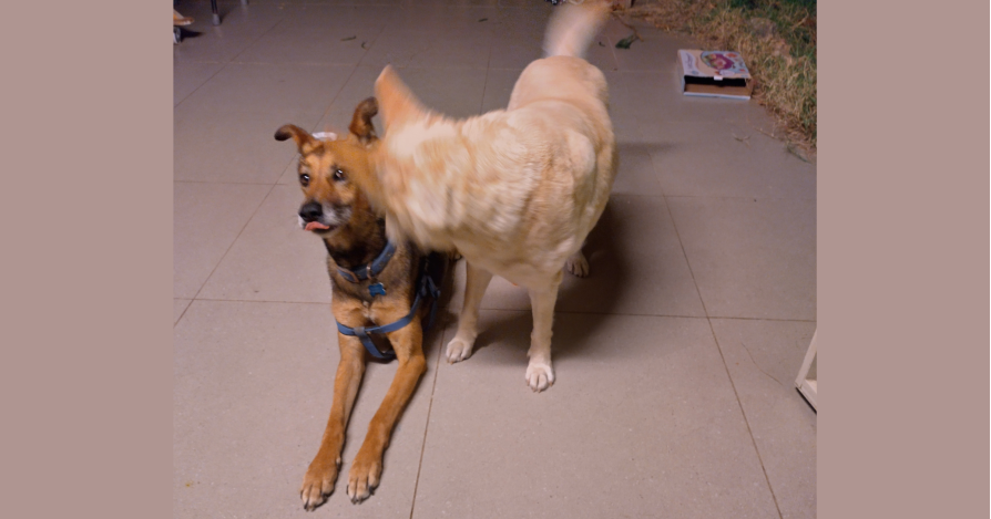 Облизывание мочки носа - самый частый сигнал