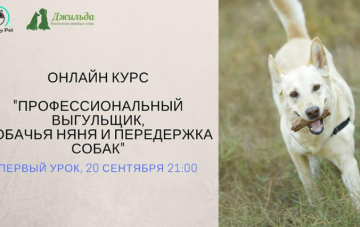 Обучающий онлайн курс профессиональных догситтеров