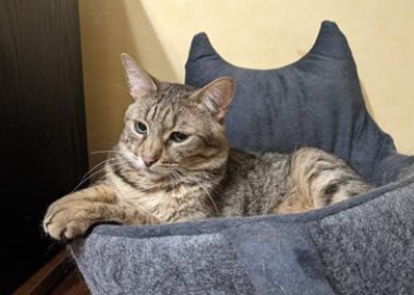 Обучение кошек