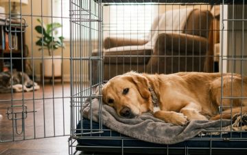 Как приучить собаку к клетке