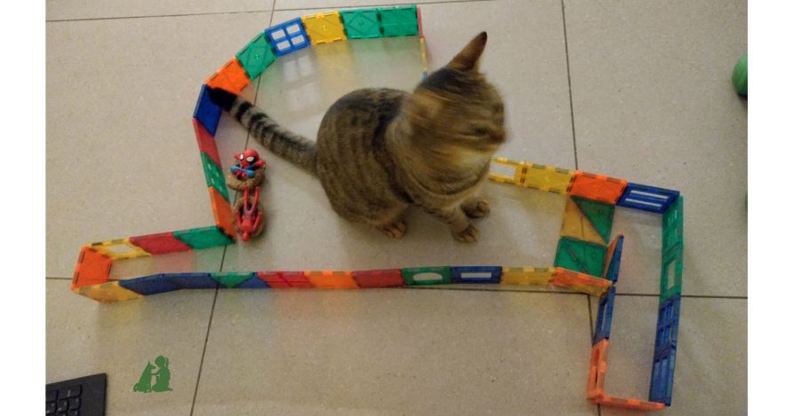Развивающие игры кошкам