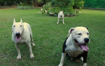 Бойцовые породы собаки - недрессируемые убийцы?