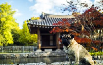 Где дрессировать собаку?