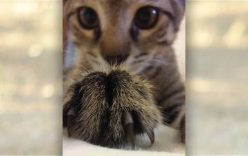 Зачем кошке точить когти?