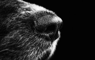 Чем пахнет Ваша собака