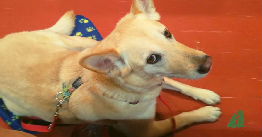 Практические занятия с собаками на канистерапии