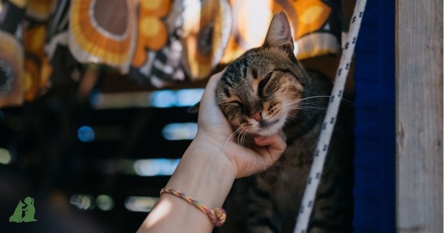 Как приучить кошку к рукам?