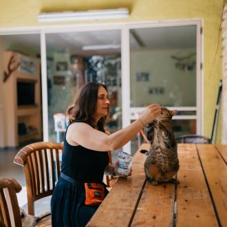 дрессировка кошек