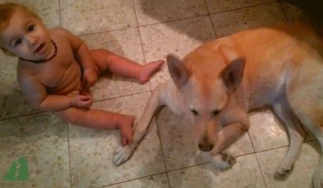 Осторожно, животное!