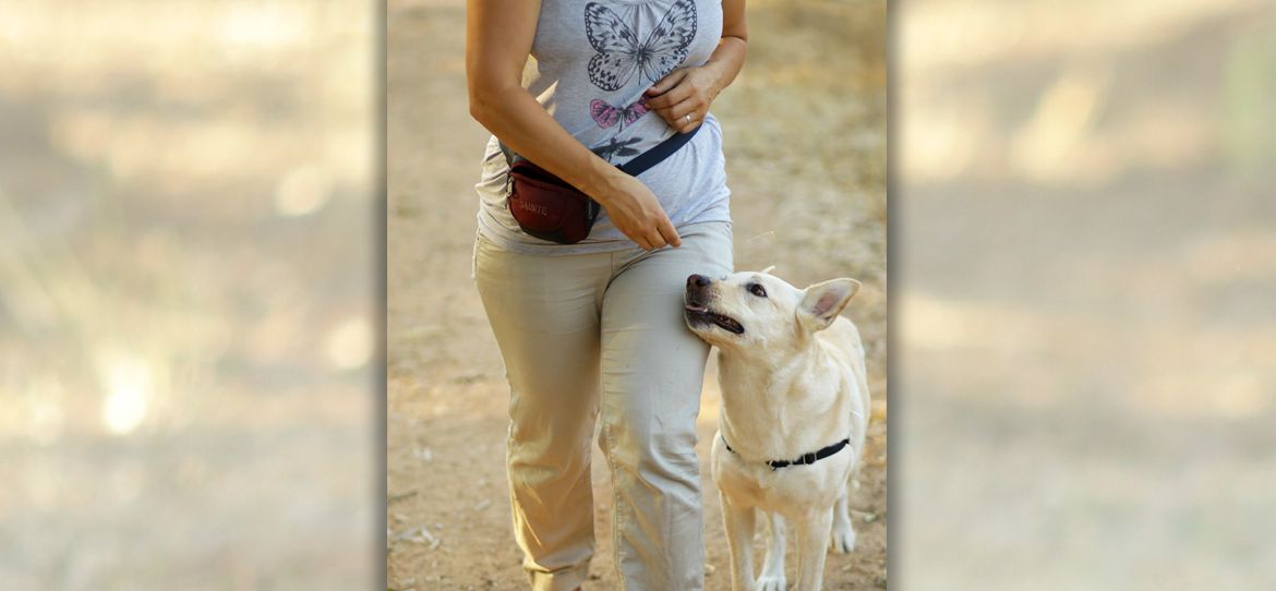 Дрессировка на послушание