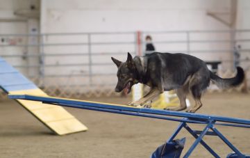 Серьезно дрессировать собаку стоит только на площадке?
