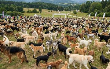 Выбор собаки: с чего начать и как избежать ошибок?