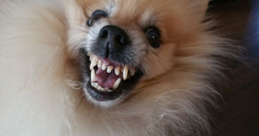 О доминировании - для тех, кто хочет разобраться