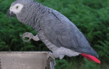 Знаменитые учёные подписали декларацию о том, что животные обладают сознанием