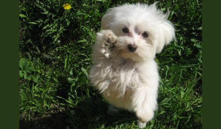 Обучение трюку "Поворот"