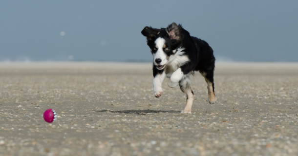 Нагрузка для собак: почему организм «подсаживается» на интенсивные физические нагрузки