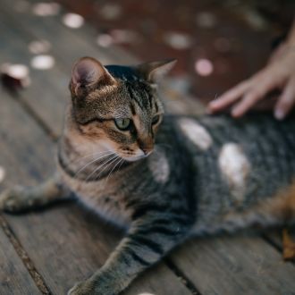 коррекция поведения кошек