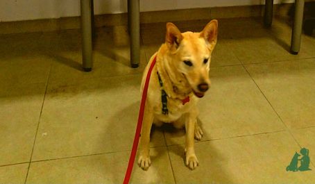 Тест на пригодность собаки-ассистента канистерапевта