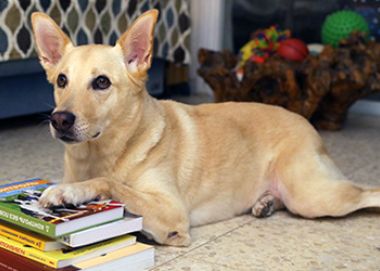 Зоопсихолог в Израиле