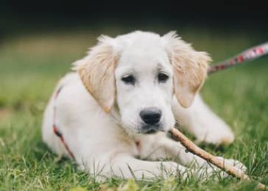 Выбор породы онлайн