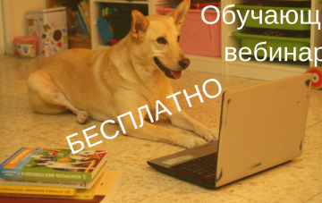 Профессиональный выгульщик, собачья няня и передержка собак