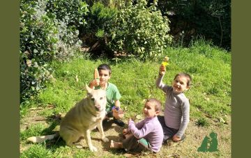 Совместный выгул детей и собак - чему научить собаку