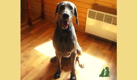 Как научить собаку "брать себя в лапы" и слушаться хозяина: вежливая просьба