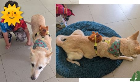 Терапия при помощи собак - полоса препятствий