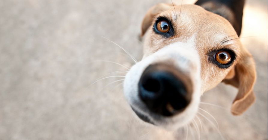 Конференция о поведении животных