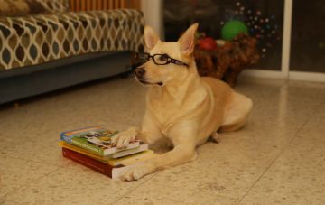 Литература по дрессировке собак и зоопсихологии