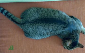 Интеллектуальные игры кошкам