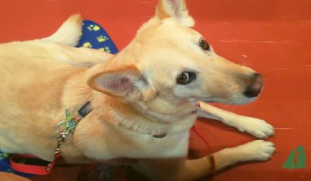 Практические занятия с собаками на канистерапии