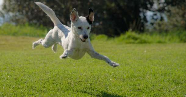 Можно ли не гулять с собакой? или Зачем собаке гулять?