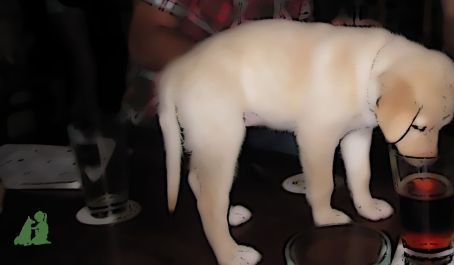 Общее у детей и собак - "доступность"