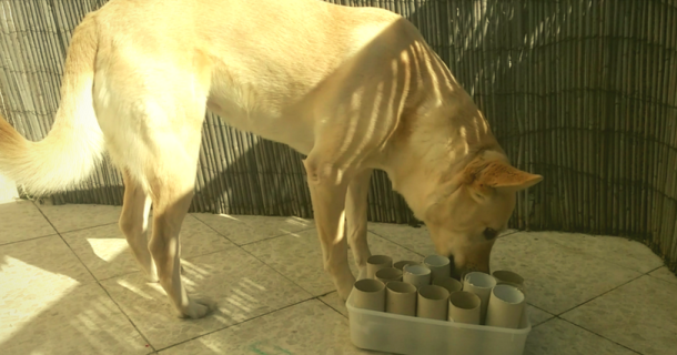 Интеллектуальные игры для собак