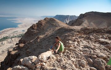 Формула успеха в дрессировке собак