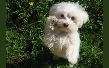 Обучение трюку "Поворот"