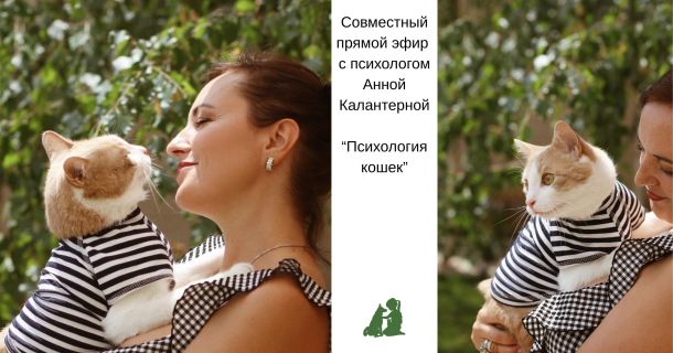 Эфир по агрессии кошек и психологии животных