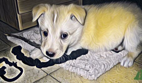 Общее у детей и собак - "познают мир зубами"