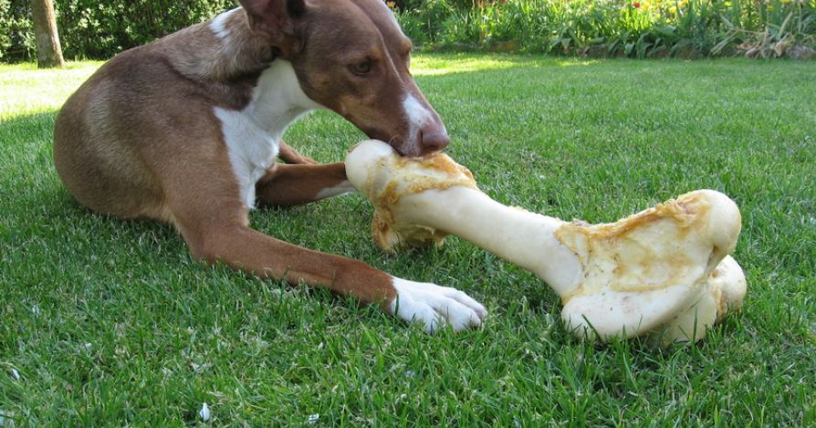 Что нужно для занятия с собакой?