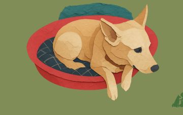 Учеба на канистерапевта в Израиле