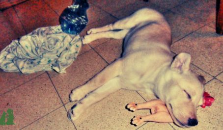 Общее у детей и собак - "возбуждение-торможение"