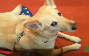 Практические занятия с собаками на канистерапии