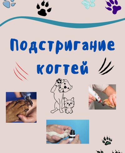 Гайд «Как подстричь собаке когти?»