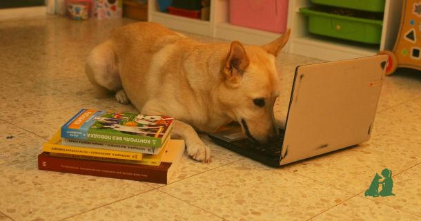 Если собака мешает вам работать из дома: обучение выдержке