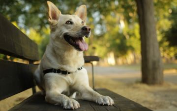 Курсы дрессировки собак: зачем это надо?